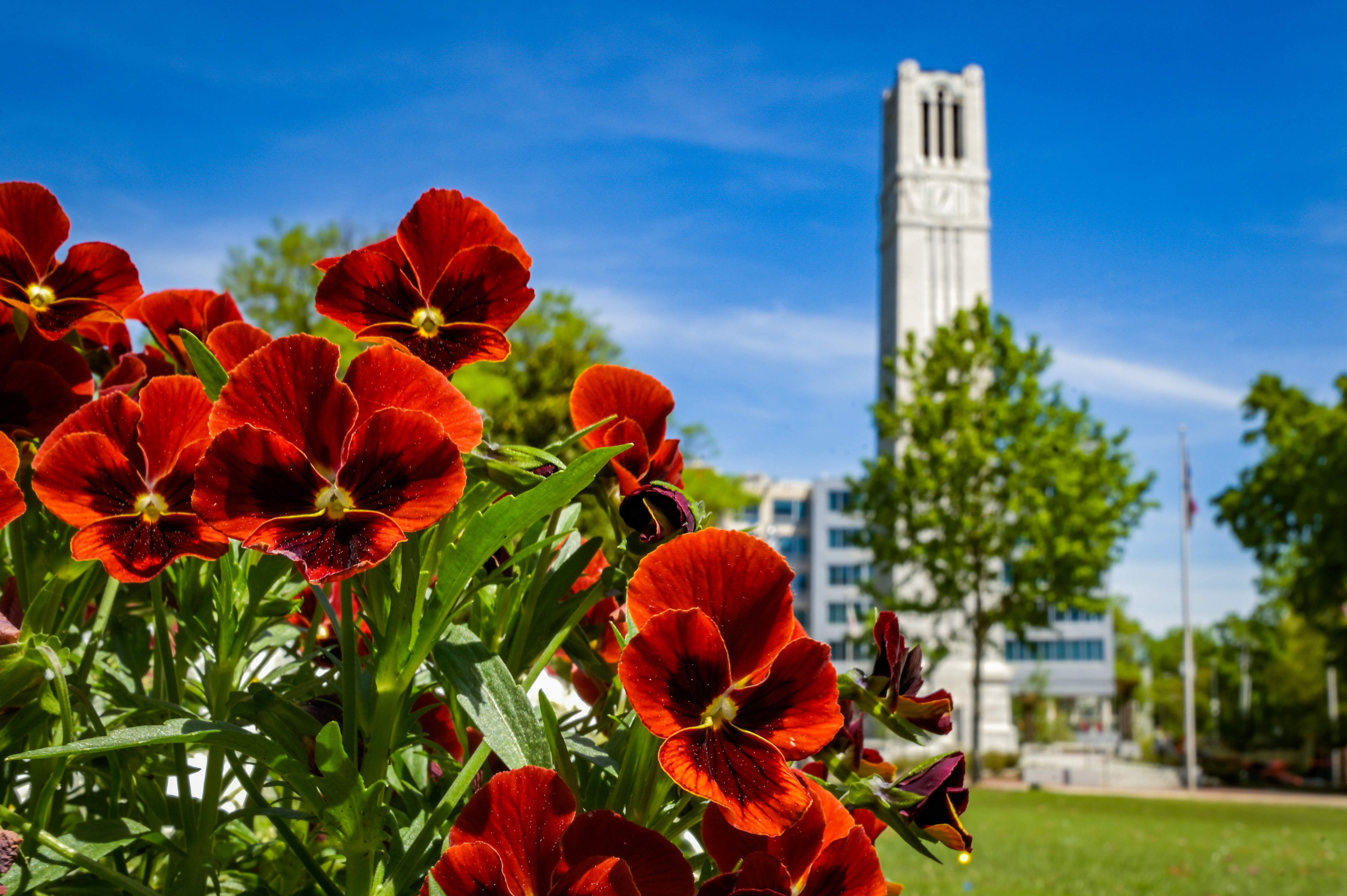 NC State campus